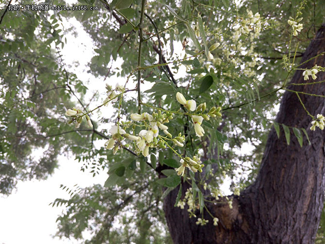 魅族mx6深度评测,魅族mx6曝光图