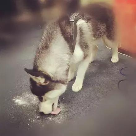 肿么办,就是超爱喝这款山羊奶粉拦都拦不住!