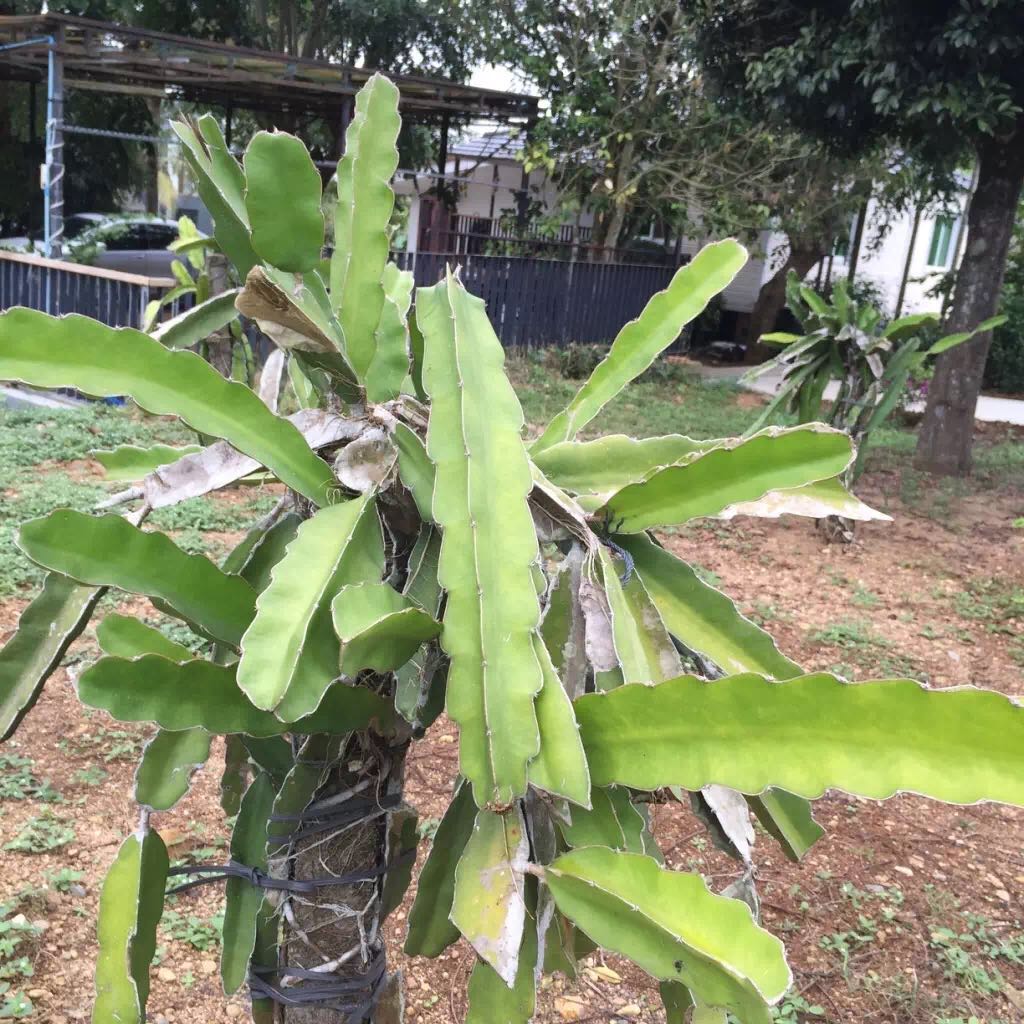 被遗忘的海南,海南被遗忘的浪漫之地