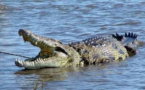 遇到危险动物应该如何自救,遇到危险动物要怎么避免