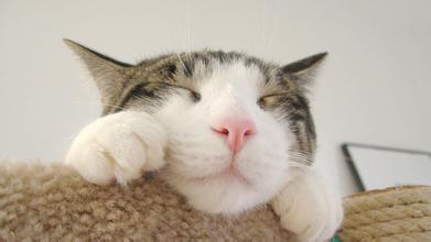 猫咪生病的原因及处理方法,养猫经验分享猫咪生病