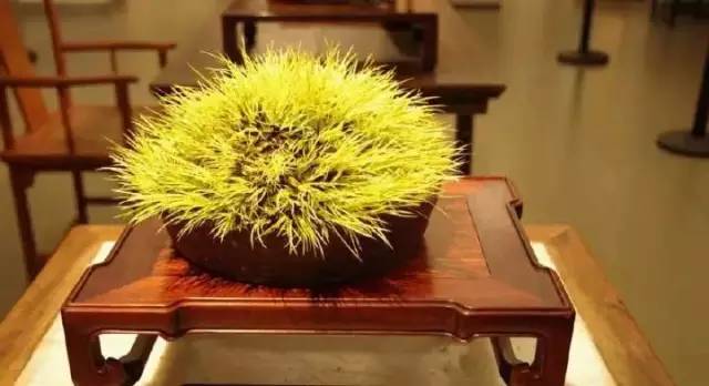 他身为美发师，却潜心钻研一株小草，短短2年竟成业界达人！