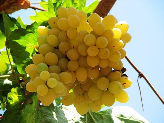 采摘葡萄游玩,最美葡萄园风景