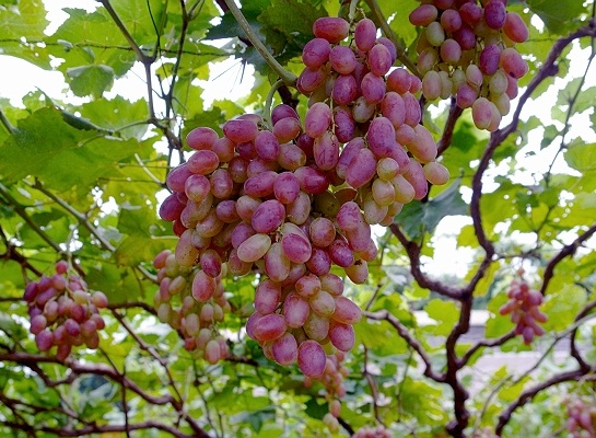 采摘葡萄游玩,最美葡萄园风景