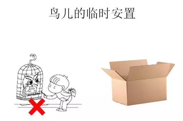 如果小鸟受伤了该怎么救助,野生小鸟受伤了怎么救它的