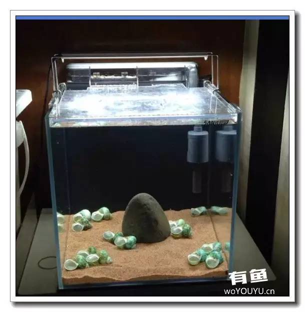 养了一个月的鱼突然大批死亡,斗鱼孵化后小鱼换水团灭