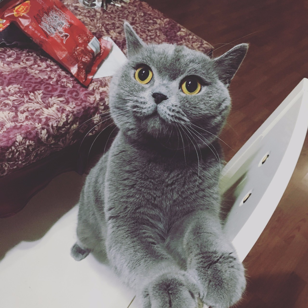 铲屎官血泪控诉，五大行为问题你家宠物有吗？