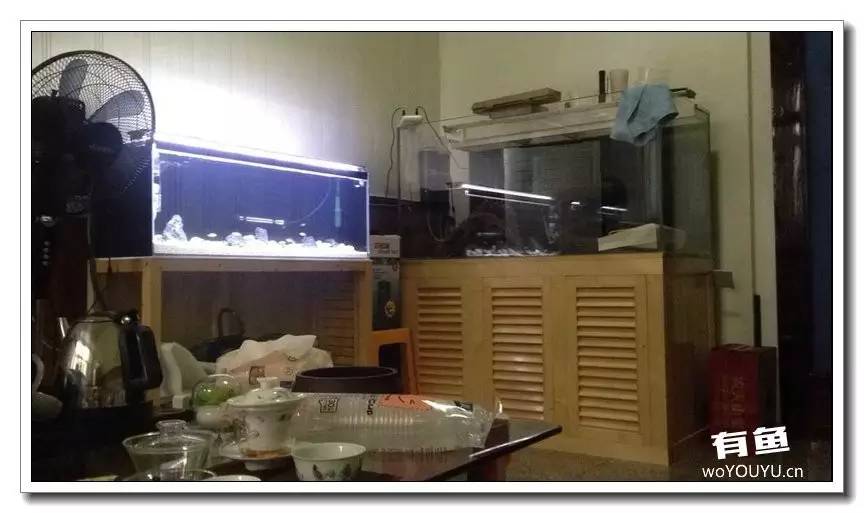 养了一个月的鱼突然大批死亡,斗鱼孵化后小鱼换水团灭