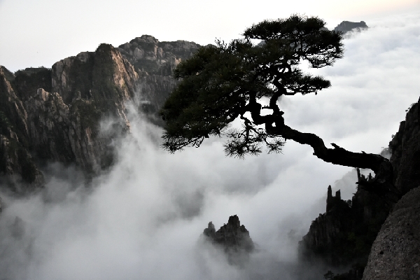 黄山四绝奇松迎客松,黄山五绝和黄山五胜