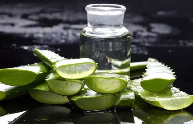 这个植物能治多种病,农村这些植物可都是宝