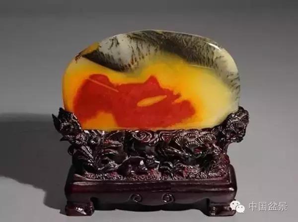 养盆景有灵性吗,养松树盆景的乐趣