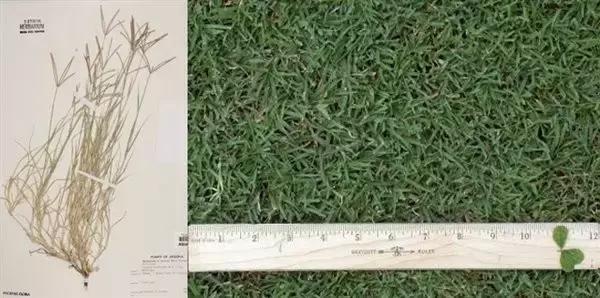 错错错，是草皮的错，可你们是否真的懂呢？