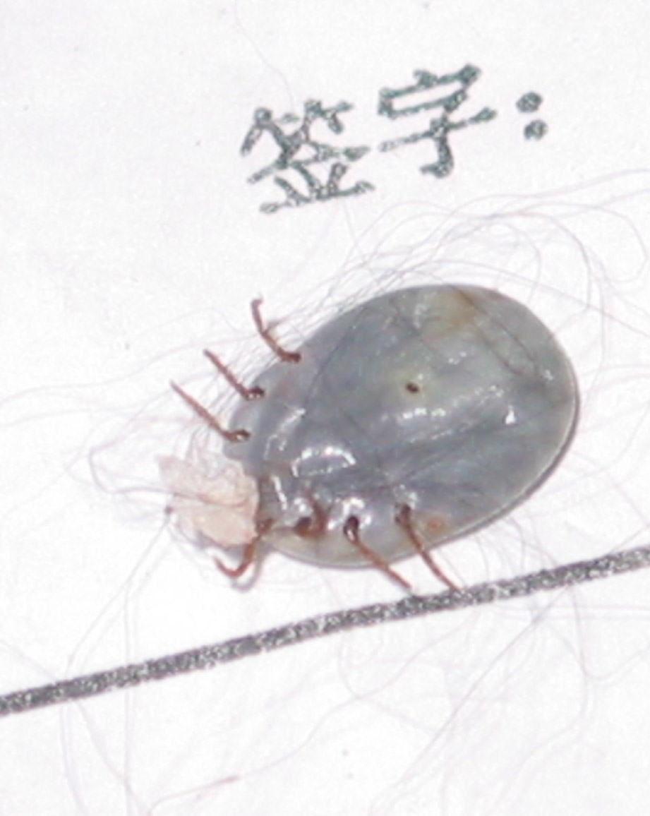 野外遇到这些动物千万别带回家,农村看到这4种动物不能碰