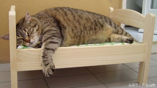 猫咪感冒打喷嚏流鼻水怎么办,猫咪打喷嚏吭哧呼哧怎么回事