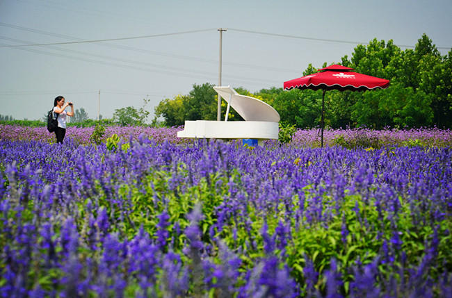 北京薰衣草庄园人间花海,京津冀薰衣草基地