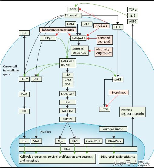 alk基因突变靶向药物作用点,alk基因突变靶向药物有几代