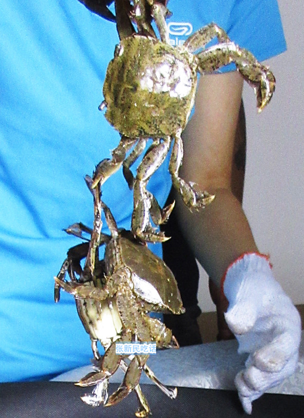 潮汕人腌制的螃蟹,潮汕人的腌制小河蟹