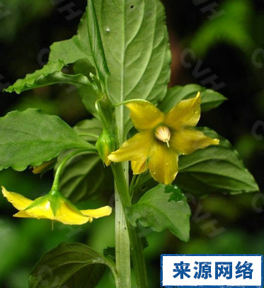 驱蚊神器第一名植物薄荷,香草真的有驱蚊效果吗