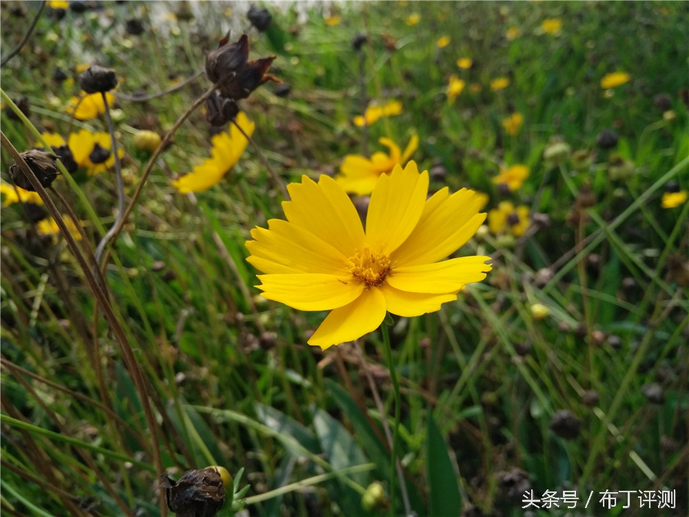 vivox71600万柔光双摄,vivox7拍照效果