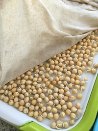 纸上种蔬菜,纸上种菜技术