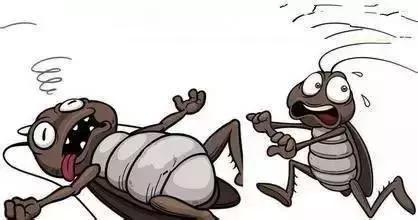 没有蟑螂的蟑螂怎么彻底消灭,灭蟑螂怎么可以把蟑螂全部消灭掉