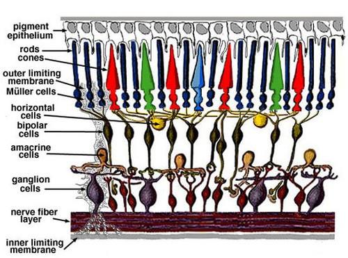 色盲眼镜怎么矫正色盲,色盲戴色盲矫正眼镜的反应