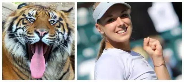 网络十二生肖搞笑,足球运动员十二生肖