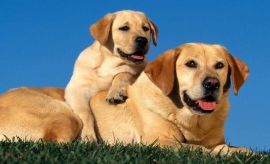 狗狗常见皮肤病区分,各个品种狗遗传疾病