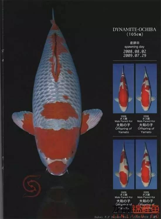 一个值得关注的血系：阪井的*药炸**落叶