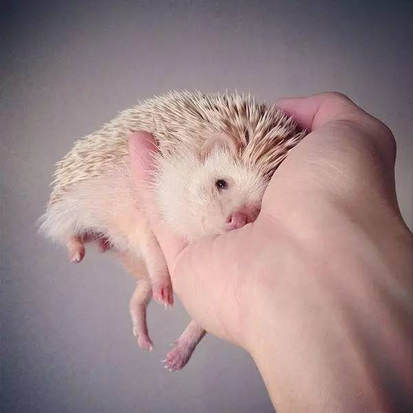 刺猬的刺刺人痛吗,刺猬的刺软的吗