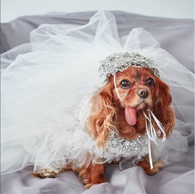 想要成为网红,想要成为网红需要什么条件