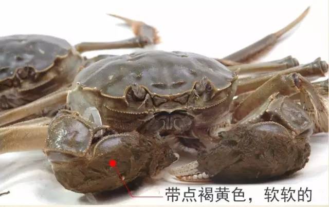 六月黄，令苏州人“魂牵梦萦”的那一口鲜嫩浓香的黄金膏油~来了！