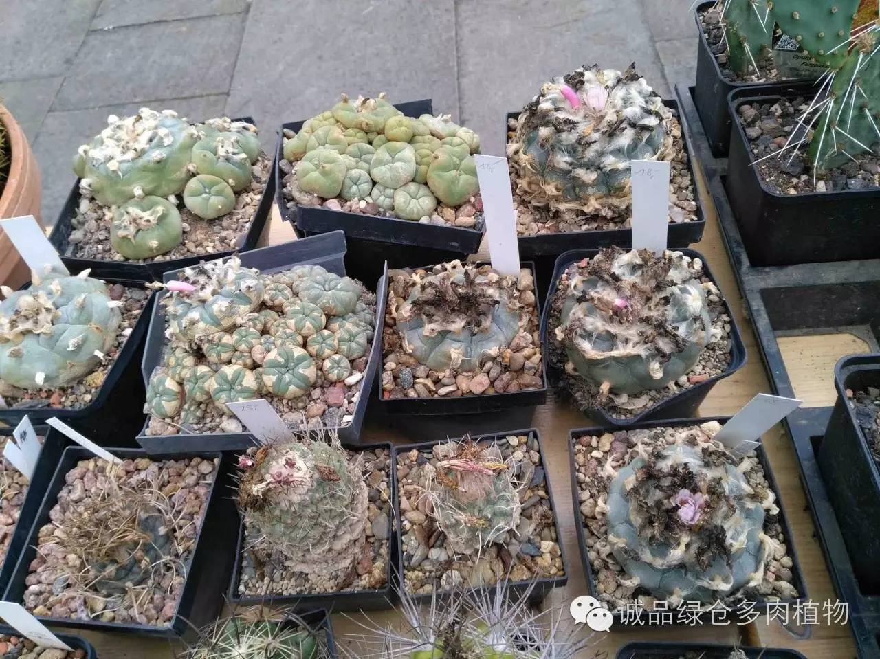 关于逛多肉市场,北方最大的多肉市场