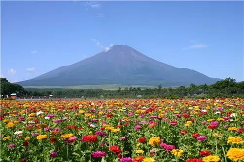 太空上的第一朵花，还是治口腔溃疡的良药