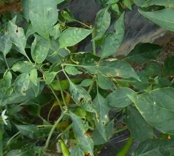 夏季暴雨后这些蔬菜病害不得不防,雨后蔬菜病害怎么管理