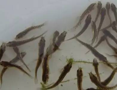 泥鳅苗死亡是什么原因,泥鳅苗易生哪些病