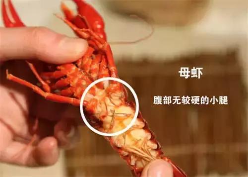 赵丽颖小龙虾夹肉,赵丽颖采访心心念念小龙虾