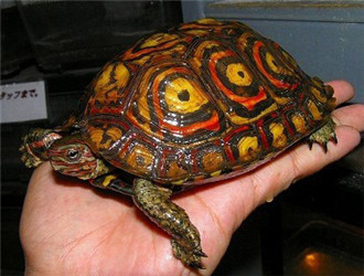 哥斯达黎加双色木蝎,哥斯达黎加木纹龟