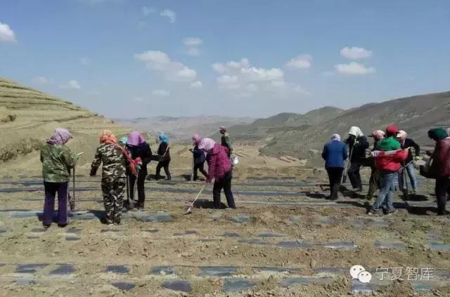 西吉小伙李雄和他的马铃薯合作社