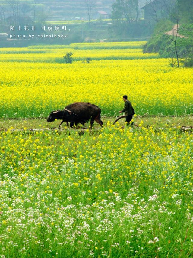 哪里适合隐居过田园生活,唯美的田园隐居生活