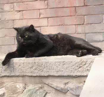 最便宜的宠物猫咪品种图片及价格,哪个品种的猫咪性格最好最温顺