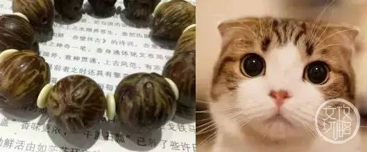 菩提有什么本事,菩提招财辟邪