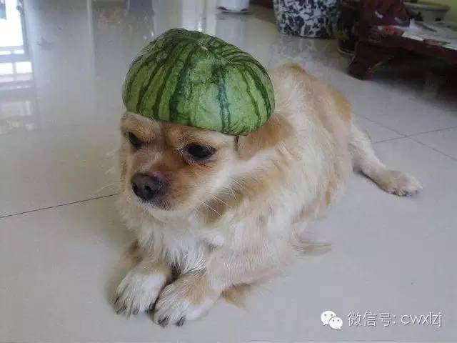 狗狗中暑有药吃吗,狗狗中暑能不能用凉水