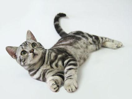 最便宜的宠物猫咪品种图片及价格,哪个品种的猫咪性格最好最温顺