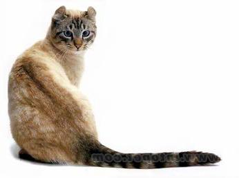 最便宜的宠物猫咪品种图片及价格,哪个品种的猫咪性格最好最温顺