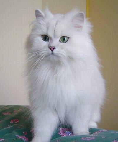 最便宜的宠物猫咪品种图片及价格,哪个品种的猫咪性格最好最温顺