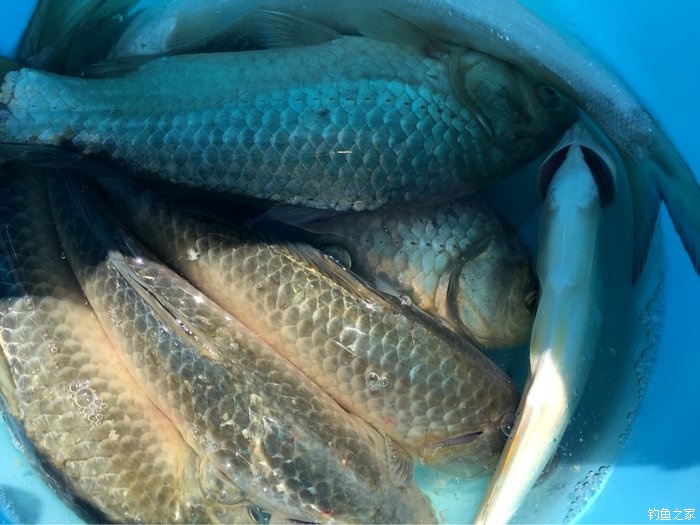 亮片跳底钓鳜鱼,一线多钩钓鳜鱼