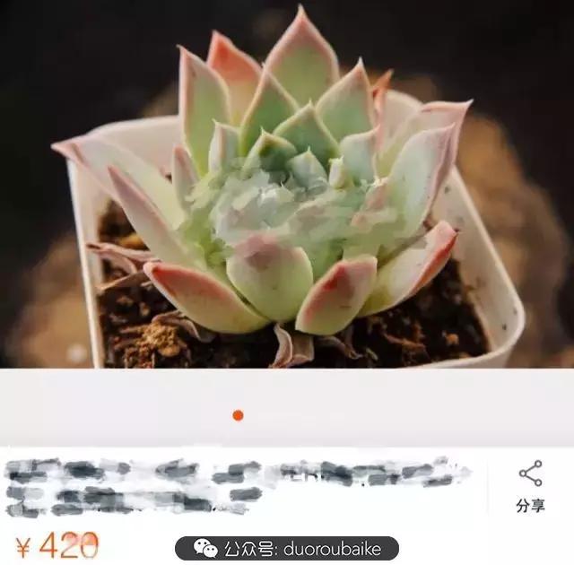 买多肉的3个雷区,某宝买的植物