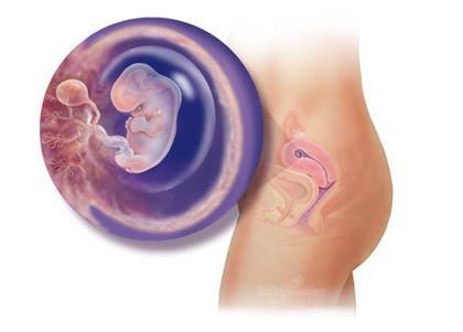 惊奇宝宝第一季,怀孕过程中的十大惊奇发现