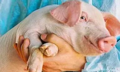 脐带干细胞应用真实案例,脐带血研究基因武器